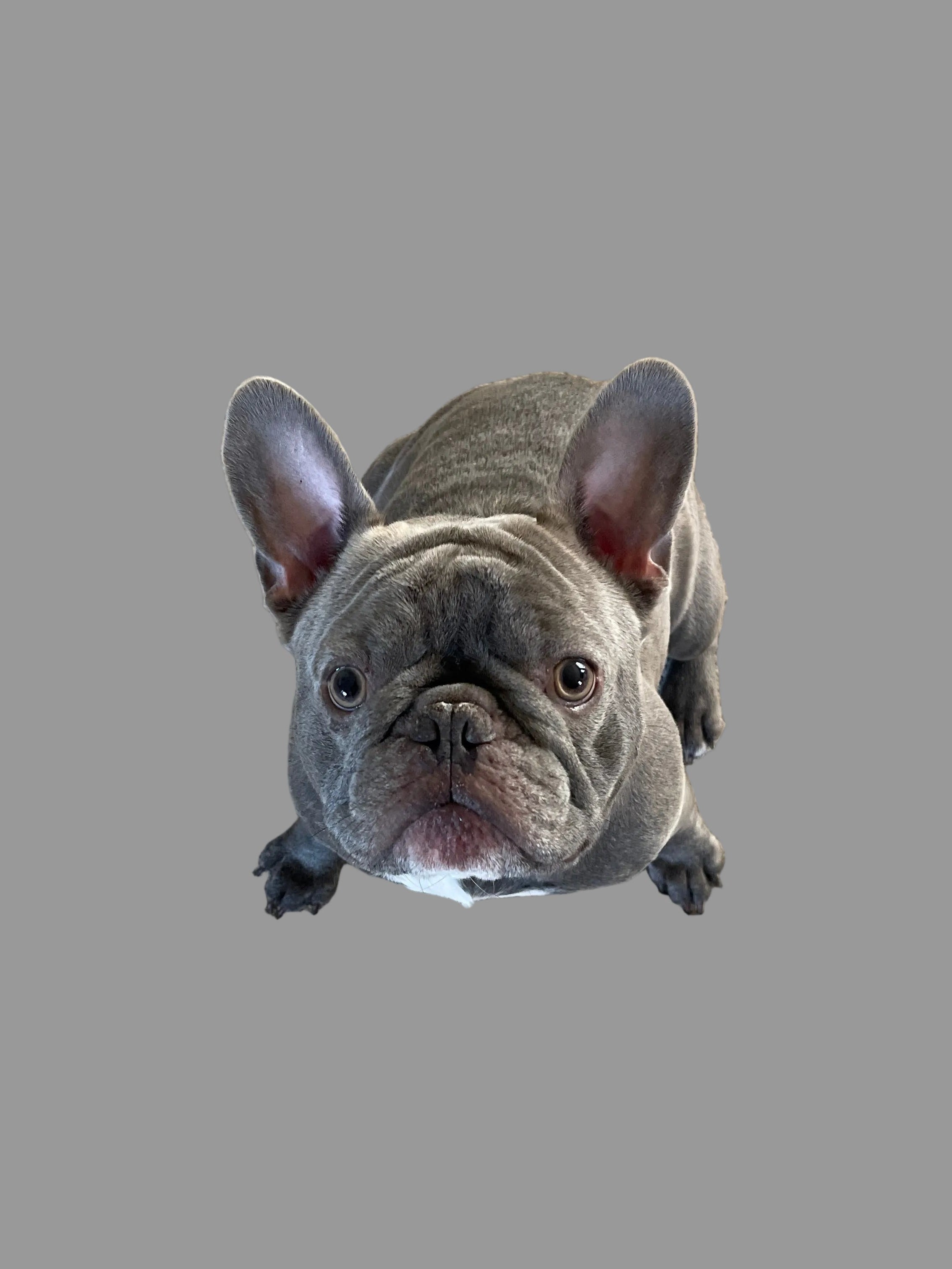 Grey Hoodie with French Bulldog